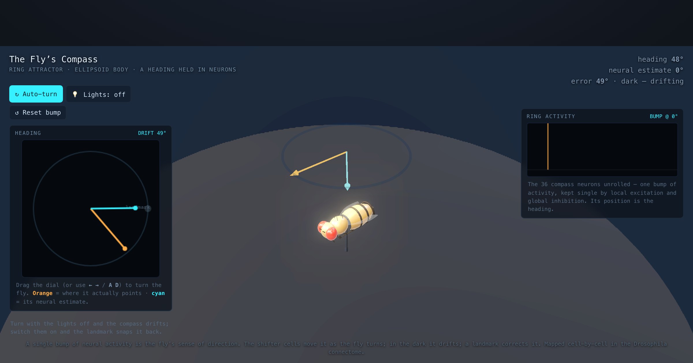 The Fly’s Compass — a Ring Attractor — interactive 3D exhibit