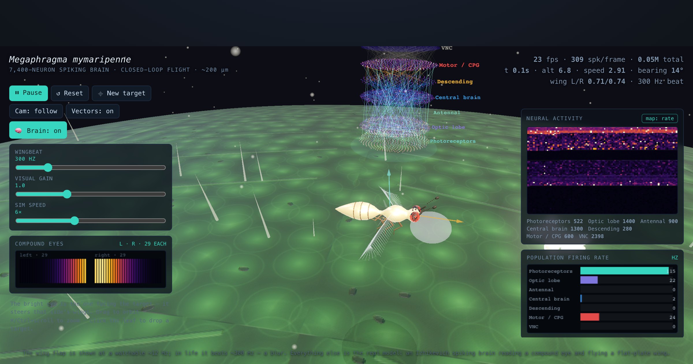 Megaphragma — In-Silico Micro-Wasp — interactive 3D exhibit