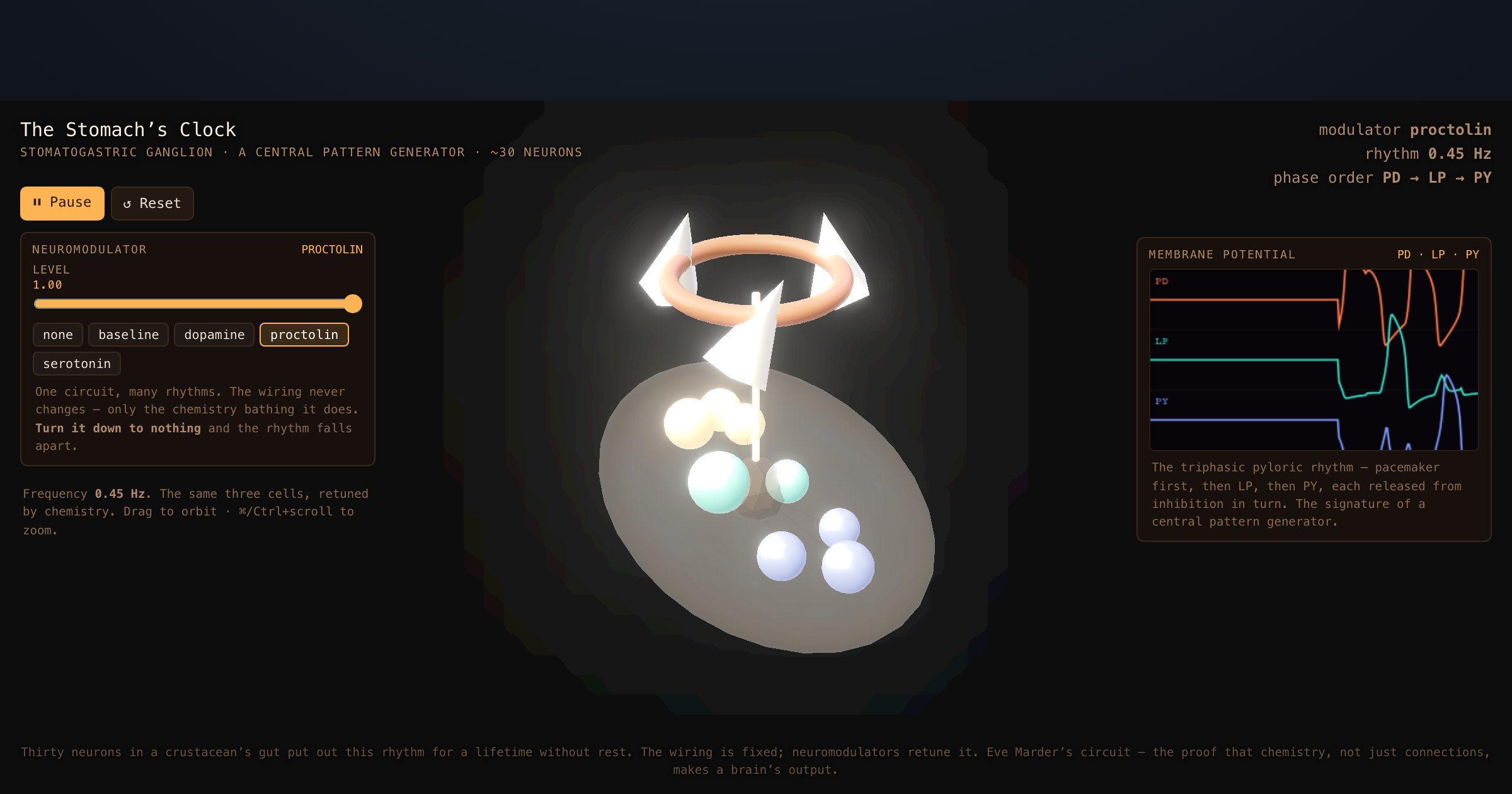The Stomach’s Clock — a Central Pattern Generator — interactive 3D exhibit